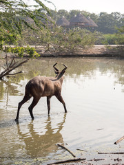 Close up Male Nyala was Walking in a Swamp