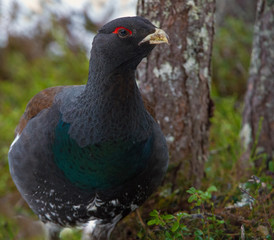 Male of Capercaillie in early spring forest. The western capercaillie. Scientific name: Tetrao urogallus. Wood grouse, heather cock or capercaillie during the courting season.