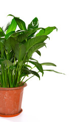 green pot plant on a white background with copy space