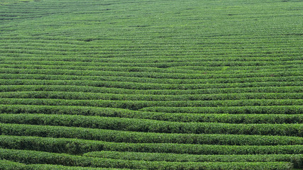 Tea plantation in Chiang Rai, Thailand