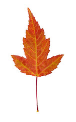 3-blade orange maple leaf on a white background