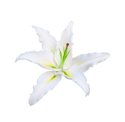 White Tulip with green pollen isolated on white background.