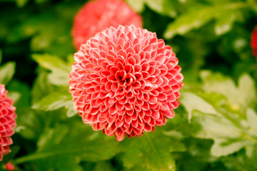 Close-up red dahlia with green leaf in garden.