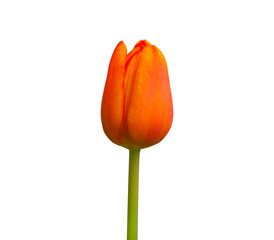 Close-up orange tulip isolated on white background.