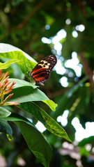 Orange Butterfly in the garden