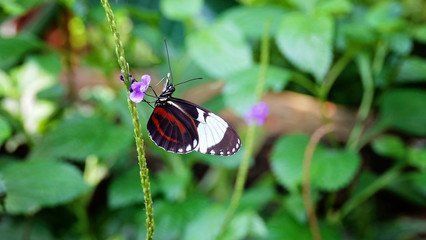 butterfly on flower