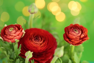 Ranunculus red close-up bouquet of flowers on a bright green background with golden bokeh. Fresh red ranunculus  with buds. Red green  floral background	