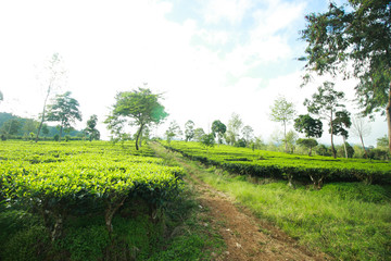 Beautiful green tea plantations in the morning