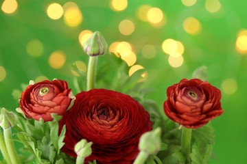 Ranunculus red close-up bouquet of flowers on a bright green background with golden bokeh. Fresh red ranunculus  with buds. Red green bright  floral background	