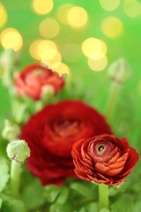 Fototapeta na wymiar Ranunculus red close-up bouquet of flowers on a bright green background with golden bokeh. Fresh red ranunculus with buds. Red green bright floral background 