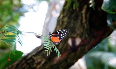 Fototapeta na wymiar Butterfly in tree