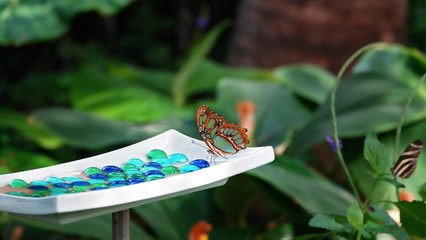 Butterfly beads