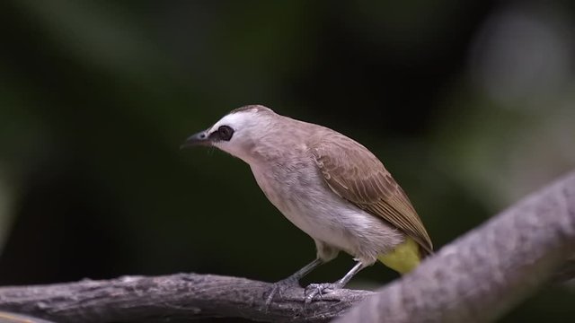A beautiful, small Yellow Vented Bulbul perched on a tree branch and looking at his surroundings, side view - Close up
