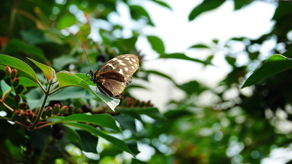 Fototapeta premium butterfly on a leaf