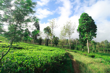 Beautiful green tea plantations in the morning