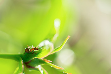 Macro shot of an ant on a peony bud, summer plants, background. soft blurry focus. Bokeh