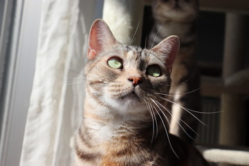 グリーンアイ猫上目線アメリカンショートヘアー