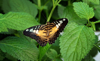 butterfly on leaf