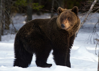 Brown bear in winter forest. Scientific name: Ursus Arctos. Natural Habitat.