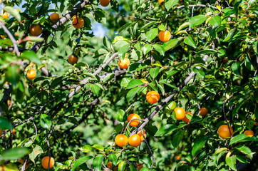 Yellow round cherry plum on the branches