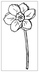 Vector floral illustration with a silhouette of daffodil flower.
