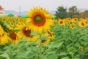 Large yellow sunflower fields and bright sunshine