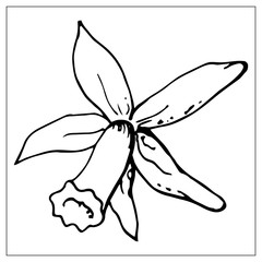 Vector floral illustration with a silhouette of daffodil flower.
