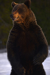 Fototapeta premium Close up portrait of Brown bear in the winter forest at sunset. Front view. Brown bear standing on his hind legs. Scientific name: Ursus arctos. Natural habitat. Sunset light