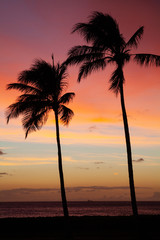 Fototapeta na wymiar Palm Tree Sunset in Hurricane Lane