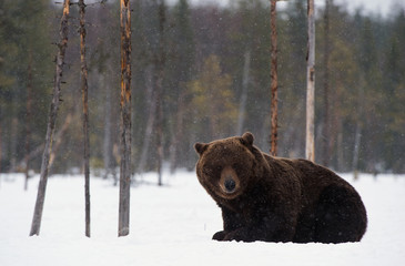 Brown bear in winter forest. Scientific name: Ursus Arctos. Natural Habitat.
