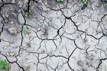 Land without irrigation. Green shoot. Garbage. Ecological disaster