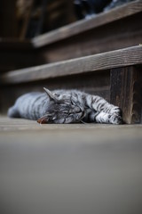 街の猫さん　stray cat