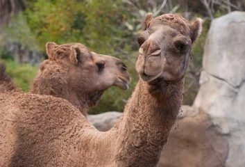 Foto op Plexiglas camels in the desert © Khaleel