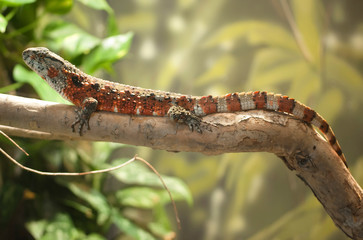 brown and white patterned lizard horizontally perched on tree branch
