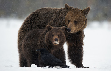 Fototapeta premium She-Bear and bear cub in the snow. Brown bears in the winter forest. Natural habitat. Scientific name: Ursus Arctos Arctos..
