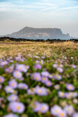 Scenery of Seongsan Ilchubong inactive volcano with blurly purple flowers foreground at Jeju island, South Korea.