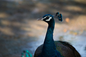 Obraz premium An isolated beautiful colorful Indian Peacock in close-up look.