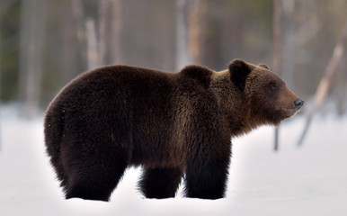 Obraz premium Brown bear in winter forest. Scientific name: Ursus Arctos. Natural Habitat.