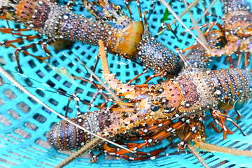 Live spiny lobsters in basket. catching lobsters on a farm.
