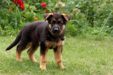 Little puppy of German Shepherd Dog (Canis lupus familiaris) standing with lifted head in the green grass with flowers in the background in the garden