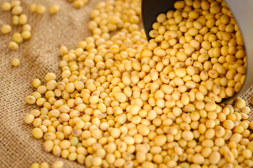 Soy bean in bowl with copy space.Close up soybean.beans dry in plate