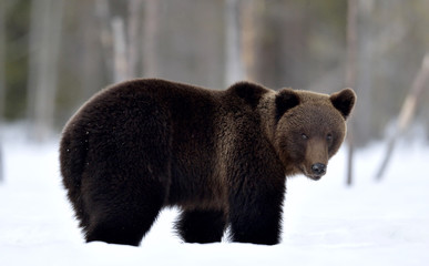 Obraz premium Brown bear in winter forest. Scientific name: Ursus Arctos. Natural Habitat.