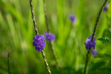potter weed blue purple blossom flower. stachytarpheta urticifolia