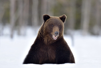 Obraz premium Bear sits in the snow, opening its mouth. Front view. Brown bear in winter forest. Scientific name: Ursus Arctos. Natural Habitat.