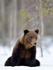 Bear sits in the snow, winter forest. Front view.  Brown bear in winter forest. Scientific name: Ursus Arctos. Natural Habitat.