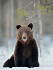 Fototapeta premium Bear sits in the snow, opening its mouth. Front view. Brown bear in winter forest. Scientific name: Ursus Arctos. Natural Habitat.