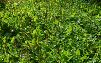 a sunny meadow in summer with plantain in blossom, also known as ribwort - medical plants used to stop bleeding, antibacterial