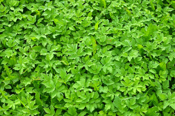 Spring young Goutweed (Aegopodium podagraria) - edible green wild glague, or aise weed, which can be used in salads or soups, growing in the forest- green leaves background