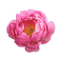 Beautiful peony flower on white background. Pink flower isolated.