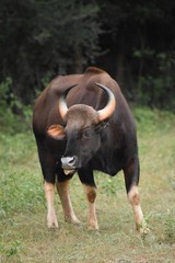 Subadult Indian bison eating grass